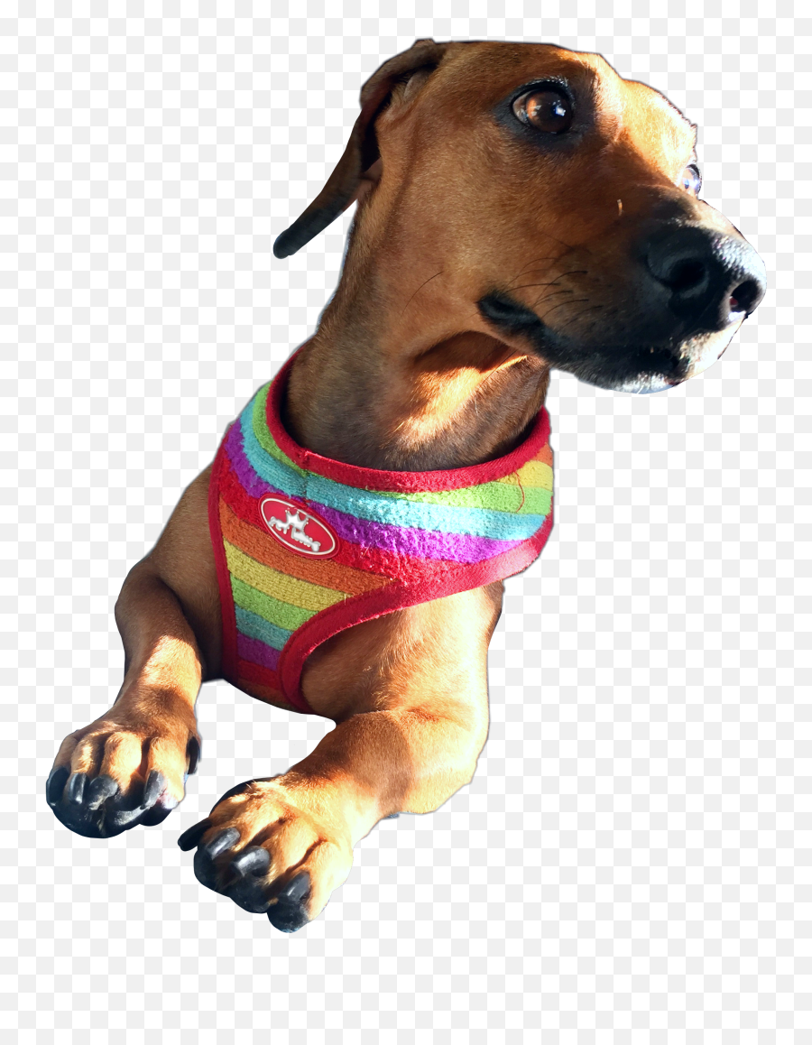 Dachshund Wienerdog Puppy Freetoedit - Companion Dog Emoji,Wiener Dog Emoji