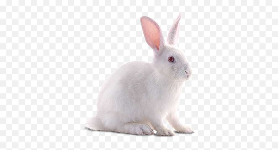 Sweet Rabbit Png - White Rabbit Transparent Background Emoji,White Rabbit Emoji