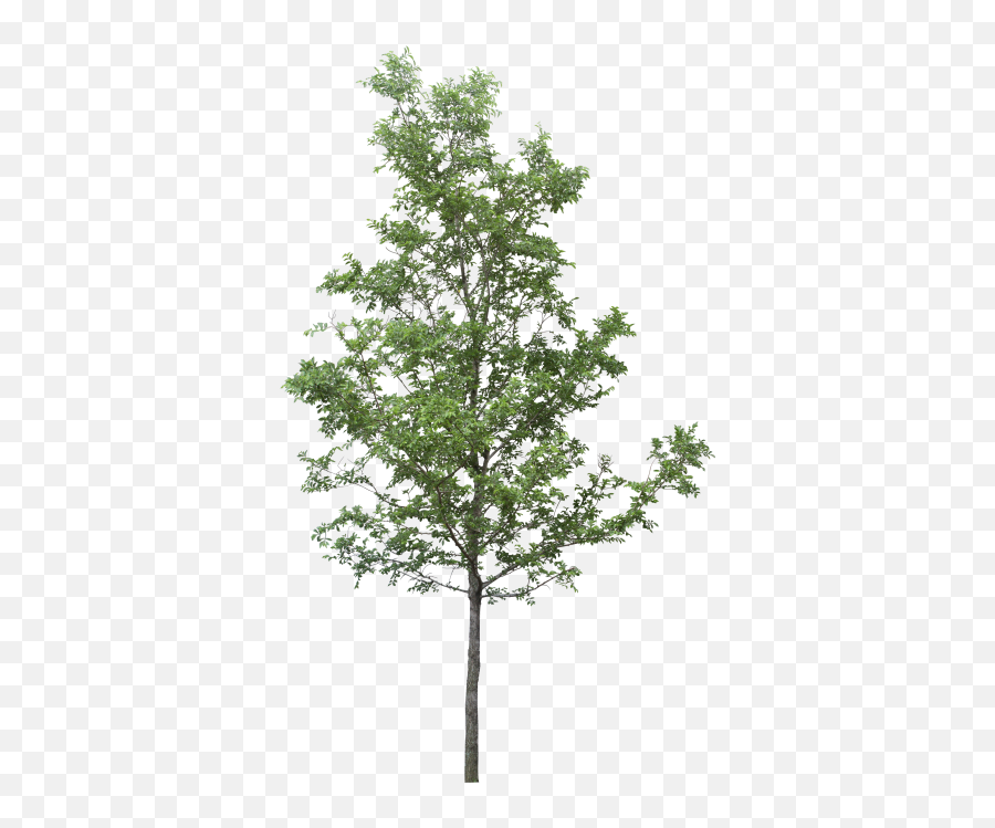 Png Photos Clipart Pine Tree - 10787 Transparentpng Tree Png Transparent Emoji,Pine Tree Emoji