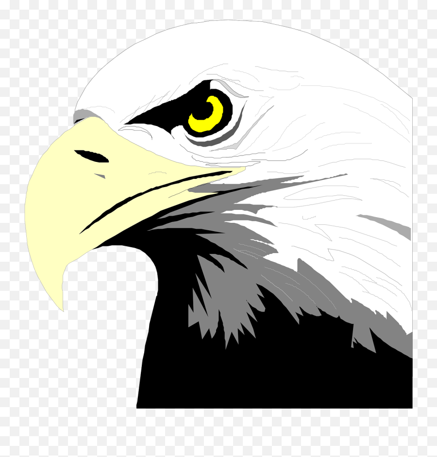 Eagle Bird Bald American Nature - Clipart Eagle Head Png Emoji,Egypt Flag Emoji