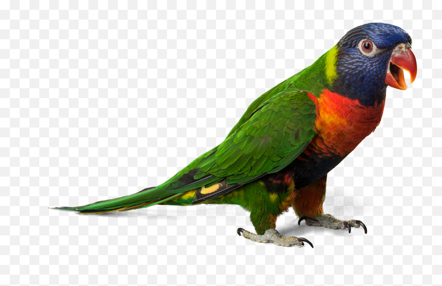 Parrot Png Photo - Transparent Background Parrot Png Emoji,Parrot Emoji