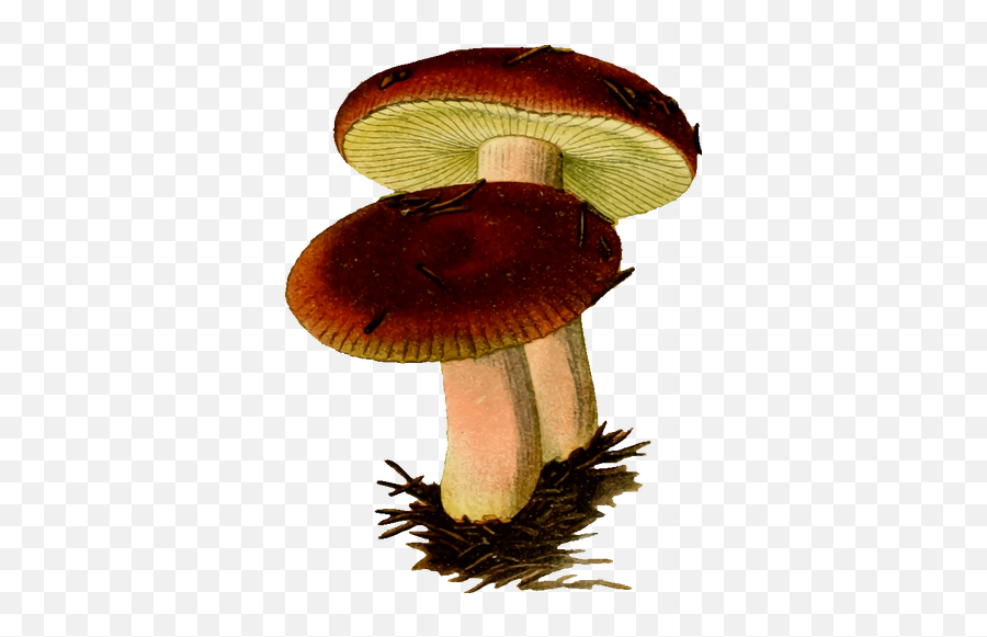 Poisonous Mushroom - Mushrooms Public Domain Emoji,Mushroom Cloud Emoji