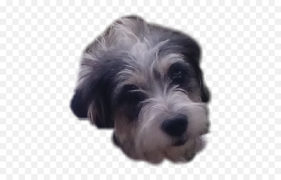 Dog Face Perro Cara Highvoltagedoggroomers - Tibetan Terrier Emoji,Dog Face Emoji