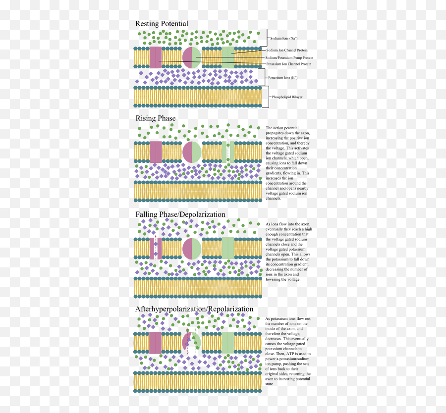 Axon Propagation - Ion Pump Axon Emoji,Pom Pom Emoji