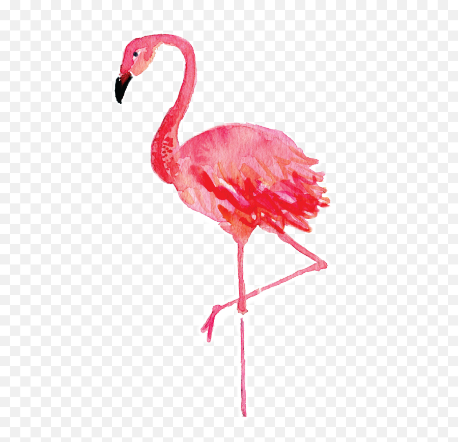 Flamenco Tumblr - Flamingo Png Hd Emoji,Flamenco Emoji