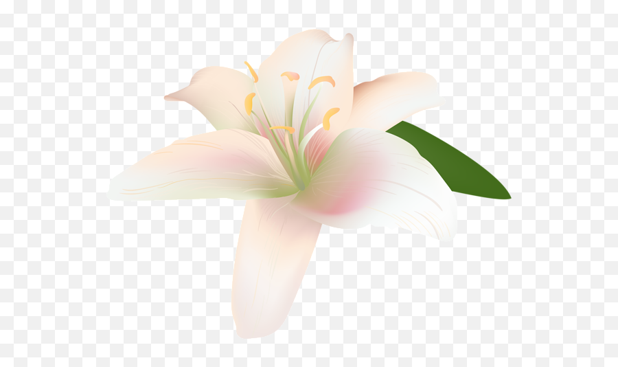 Lily Flower Transparent - Lily Flower Transparent Flower Emoji,Lily Flower Emoji