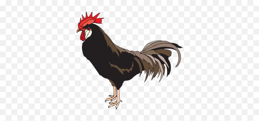 80 Free Cock U0026 Rooster Vectors - Pixabay Rooster Silhouette Png Emoji,Rooster Emoticon