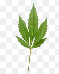 Marijuana Weed Png Image - Fern Emoji
