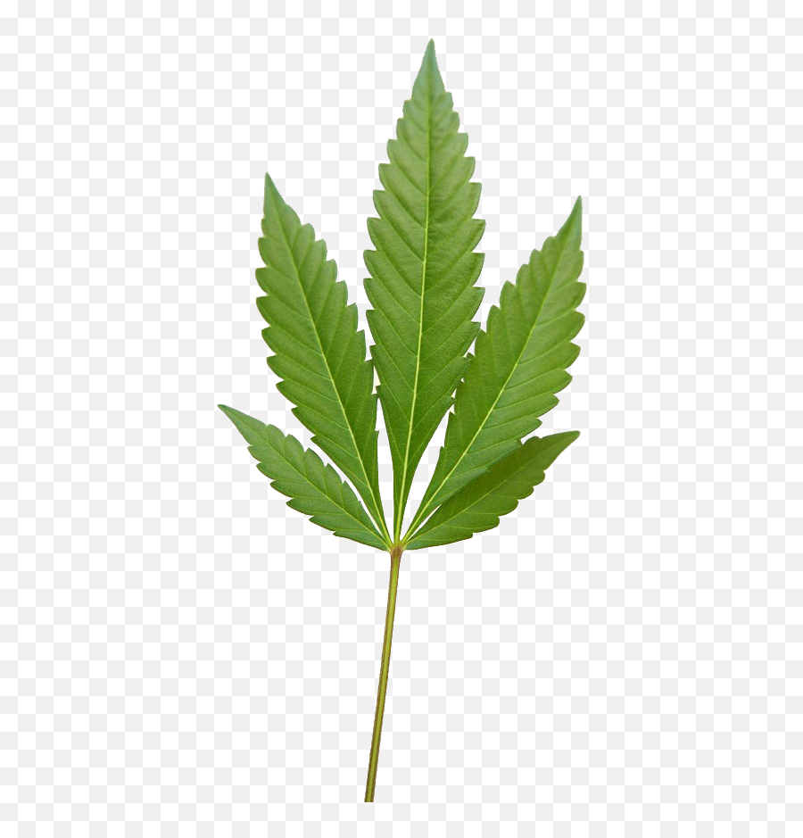 Marijuana Weed Png Image - Fern Emoji,Marijuana Emoji