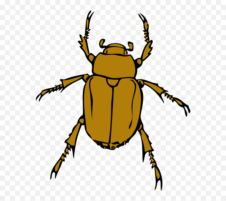 Free Close Up Close - Beetle Bugs Clipart Emoji,Cross Eyed Emoticons