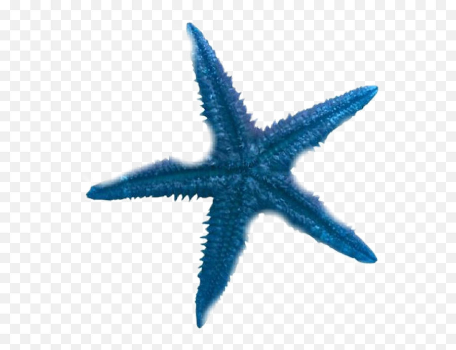 Star Fish Starfish Sea Blue Sticker By Savannah - Get Writing Green Book Emoji,Starfish Emoji