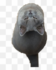 Grey Gray Cat Lookingup Sticker - Chartreux Emoji