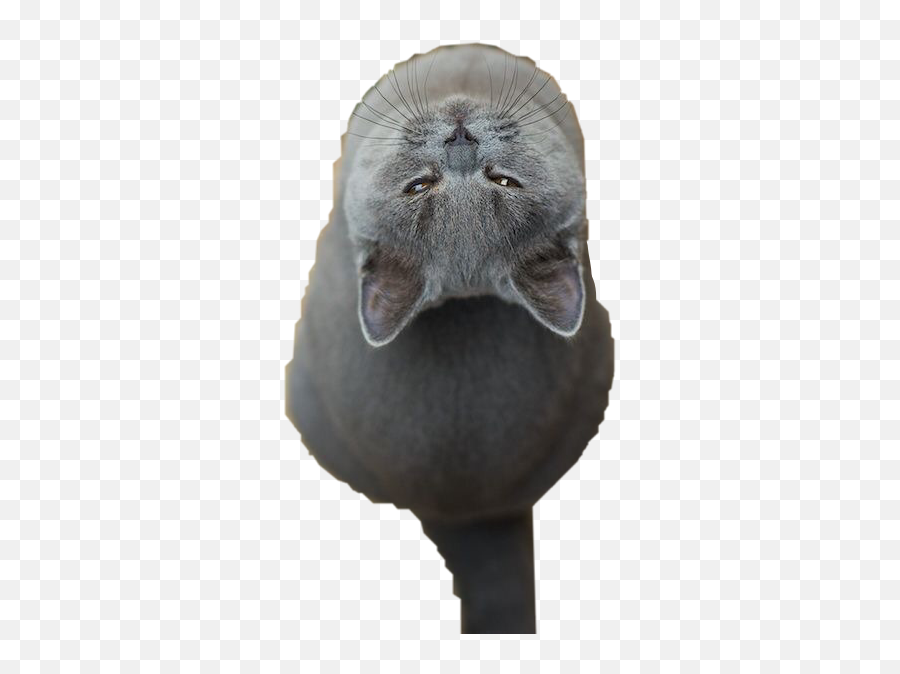 Grey Gray Cat Lookingup Sticker - Chartreux Emoji,Grey Cat Emoji