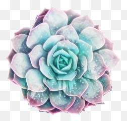 Succulent Galaxy Pastel Sticker - Succulent Sticker Transparent Background Emoji,Succulent Emoji