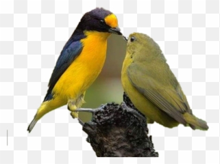 Sticker Emoji,Oriole Emoji