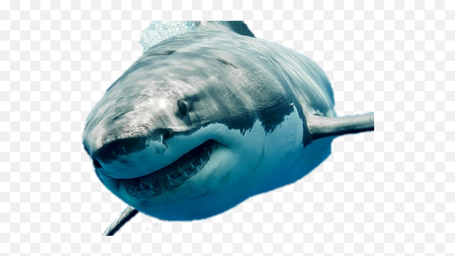 Edit Sharkfin Stickers - Meg Shark In Real Life Emoji,Shark Fin Emoji