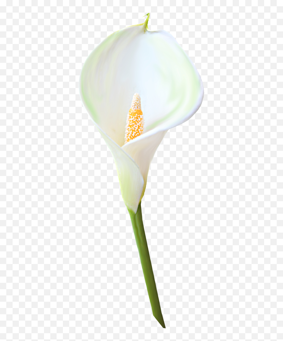 Download Calla Clipart Hq Png Image - Calla Lily Emoji,Giant Eggplant Emoji