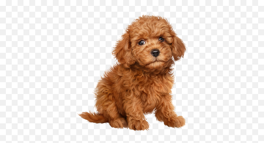 Poodle Clip Maltese Picture - Poodle Teddy Bear Dog Emoji,Maltese Emoji
