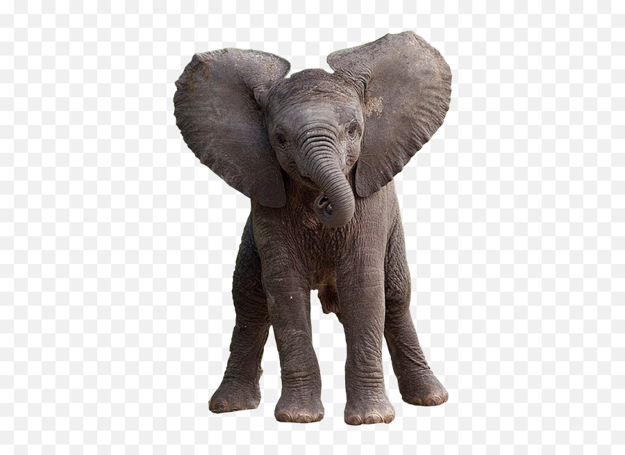 Elephants Elephant Elefante Sticker - Baby Asian Elephant Png Emoji,Elephant Emoji