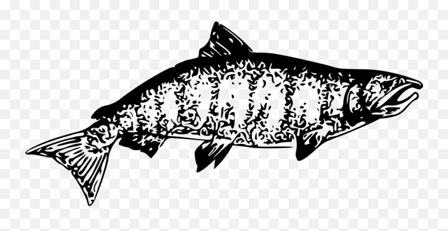 Free Seafood Fish Illustrations - Chinook Salmon Clipart Black And White Emoji,Squid Emoticon