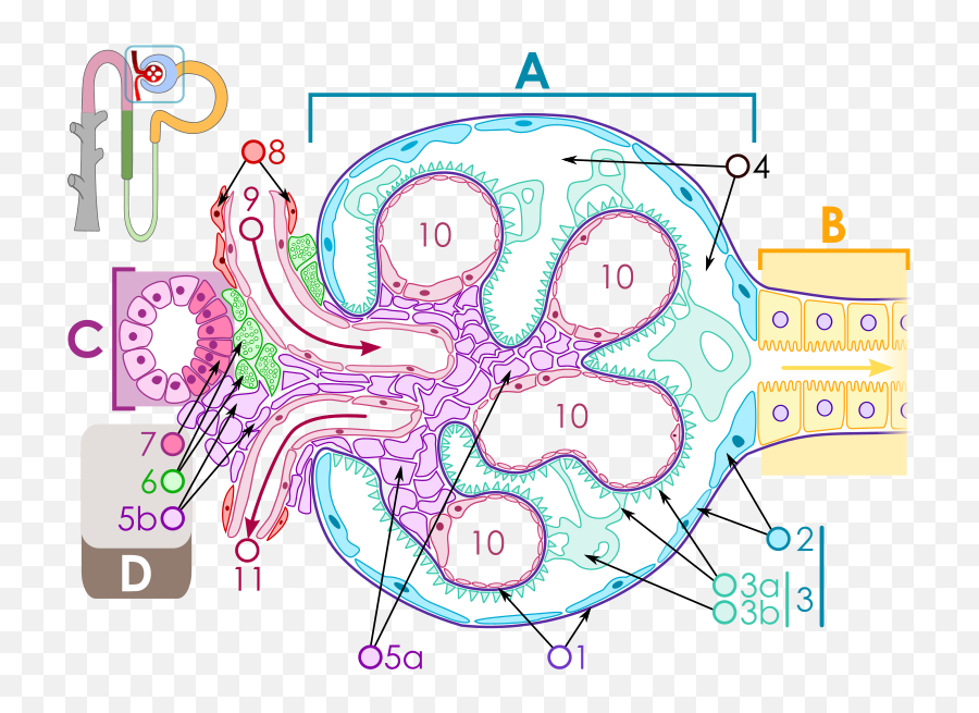 Renal Corpuscle - Structure Of Glomerulus Emoji,Foot Emoji