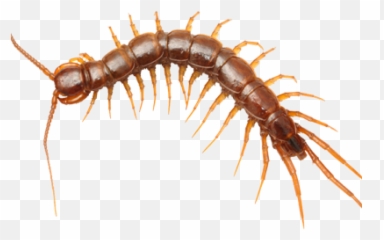 Clip Movis Human Centipede Transparent - Centipedes Png Emoji,Centipede Emoji