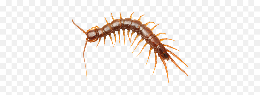 Clip Movis Human Centipede Transparent - Centipedes Png Emoji,Centipede Emoji