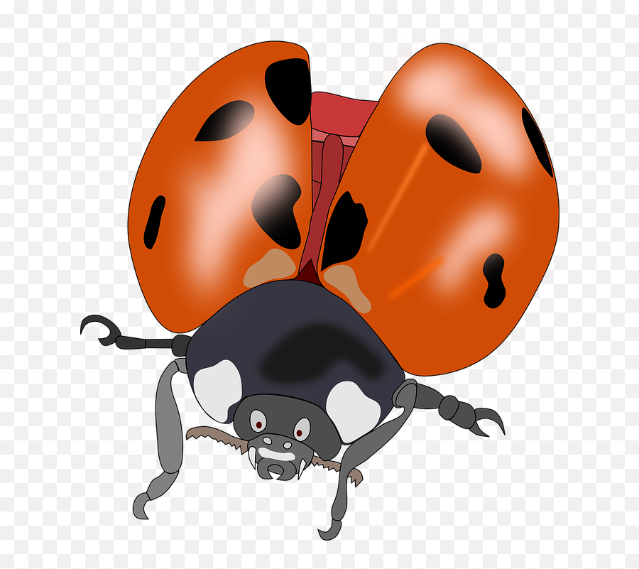 Free Lady Bug Bug Images - Get The Travel Bug Idiom Emoji,Insert Emotions