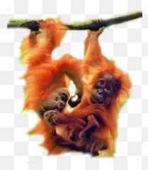 And Trending Orangutan Stickers - Two Monkeys Hanging On Branch Emoji