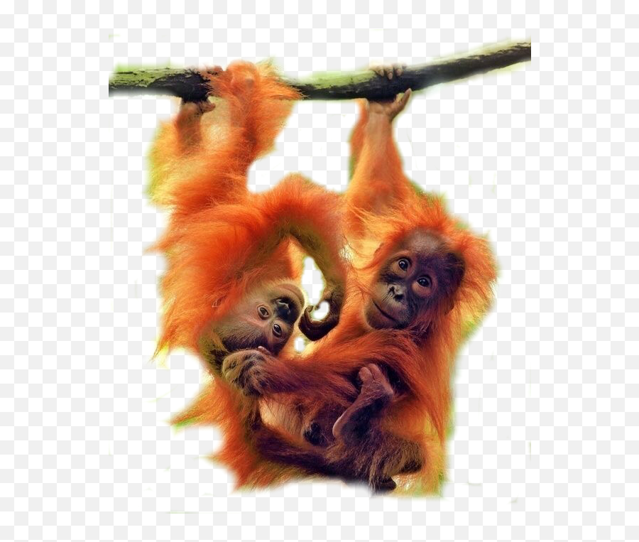 And Trending Orangutan Stickers - Two Monkeys Hanging On A Branch Emoji,Orangutan Emoji