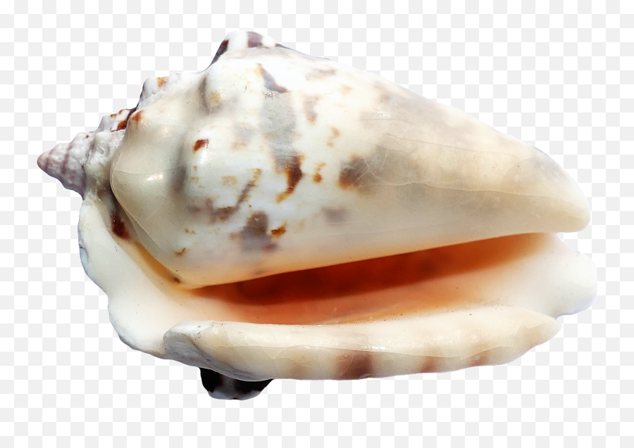 Sea Ocean Shell Png Image - Seashells On A Transparent Ground Emoji,Seashell Emoji