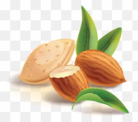 Vector Badam Transparent Png Clipart - Almond Clipart Png Emoji,Walnut Emoji