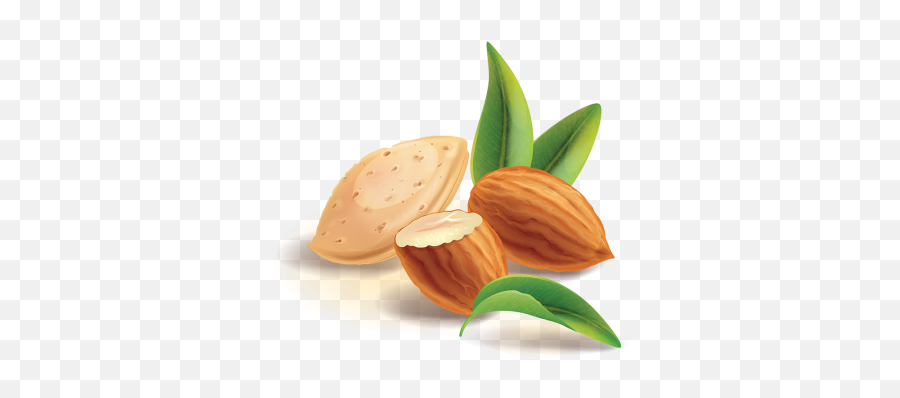 Vector Badam Transparent Png Clipart - Almond Clipart Png Emoji,Walnut Emoji