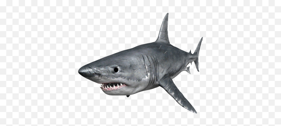 Vectors Graphics Psd Files - Transparent Hungry Shark Png Emoji,Shark Emojis