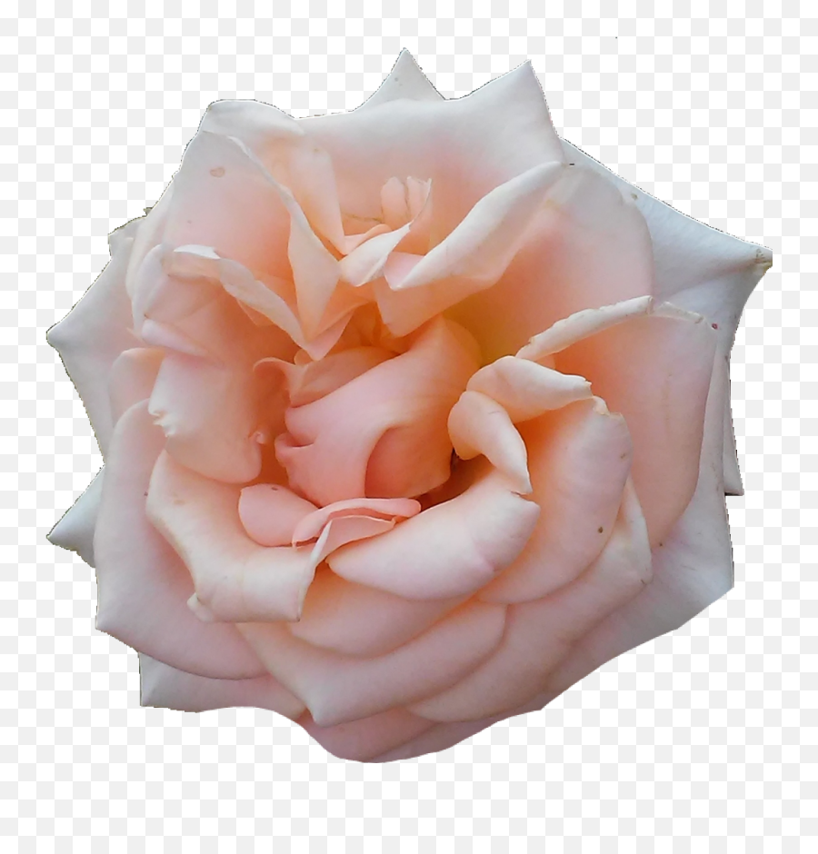 Freetoedit - Image By Kidney Failure Garden Roses Emoji,Kidney Emoji
