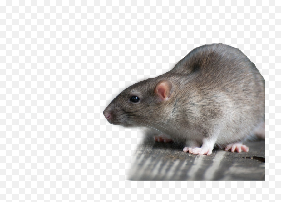 Dead Clipart Dead Rat Dead Dead Rat Transparent Free For - Rat 1080 X 1080 Emoji,Rat Emoji
