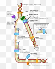 Eukaryotic Dna Replication - Diagram Emoji,Rectangle With X Inside Emoji