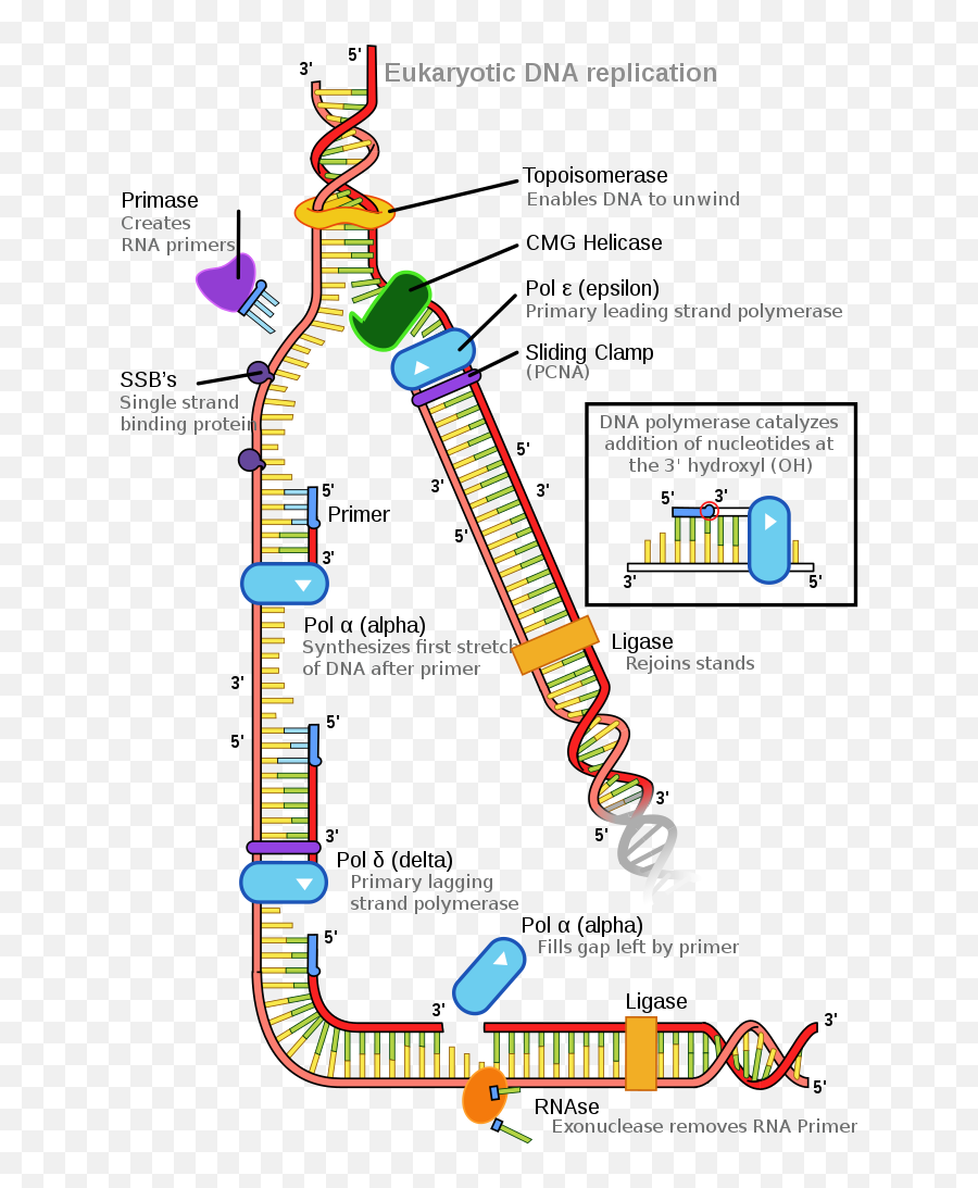 Eukaryotic Dna Replication - Diagram Emoji,Rectangle With X Inside Emoji