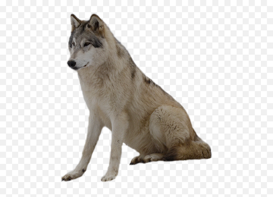 Dog Clip Art - Wolf Png Image Picture Download Png Grey Wolf Clear Background Emoji,Wolf Emoji Png
