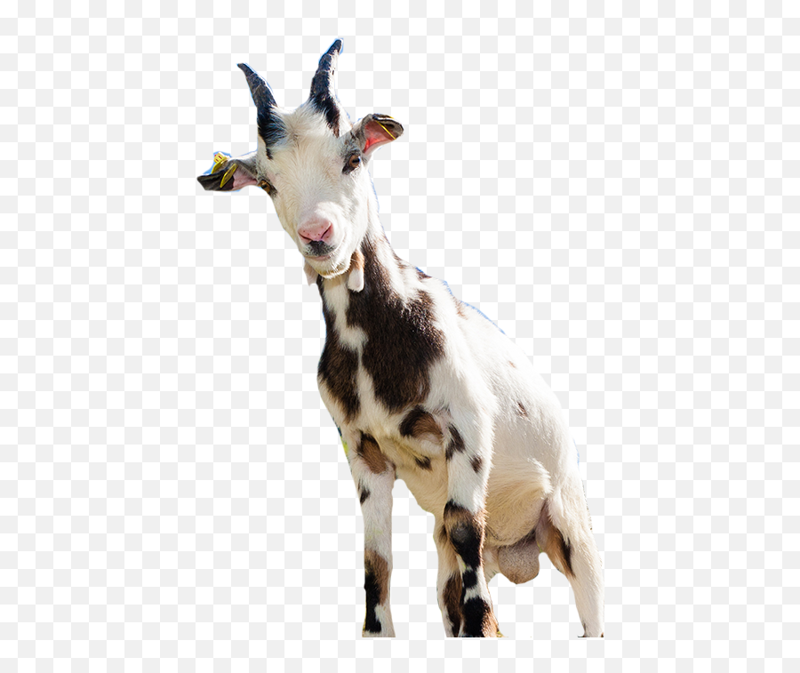 Goat Sheep Computer File - Goat With No Background Emoji,What Is The Goat Emoji