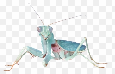 mantis tumblr blue animals bugs insect - Indigo Mantis Emoji