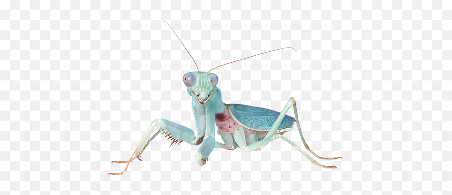 Mantis Tumblr Blue Animals Bugs Insect - Indigo Mantis Emoji,Mantis Emoji