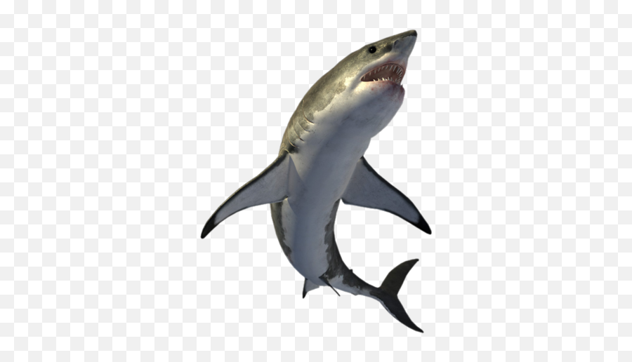Shark Clip Art - Shark Png Download 600480 Free Sea Monsters A Prehistoric Adventure Shark Emoji,Shark Fin Emoji