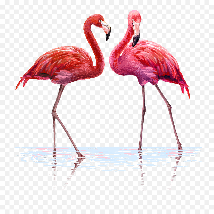 Flamingo Flamingos Watercolor Water Background Flamenco - High Resolution Flamingo Png Emoji,Flamingo Emoji