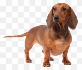 Dog Png And Vectors For Free Download - Dachshund Front Legs Emoji,Wiener Dog Emoji