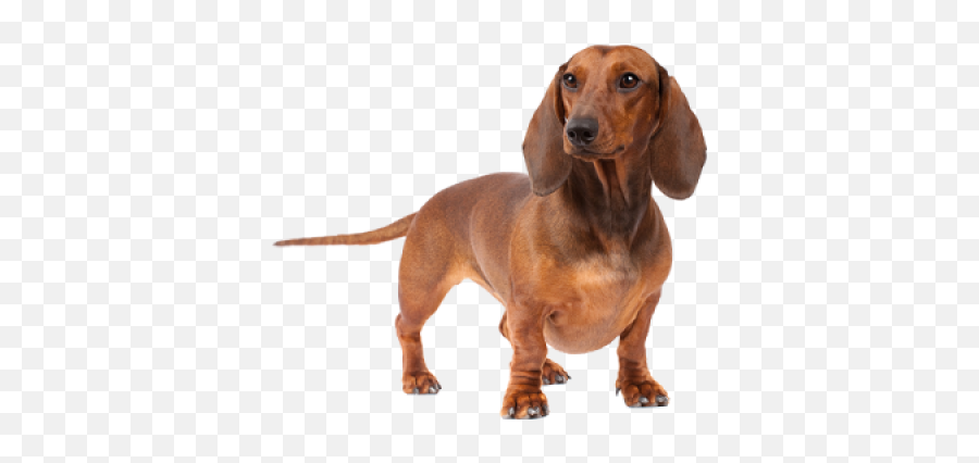 Dog Png And Vectors For Free Download - Dachshund Front Legs Emoji,Wiener Dog Emoji
