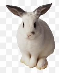 Easter Bunny Rabbit Clip Art - Rabbit Transparent Background Emoji,White Rabbit Emoji