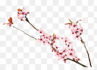 Cherry Blossoms PNG Free Image Download - Png File Emoji