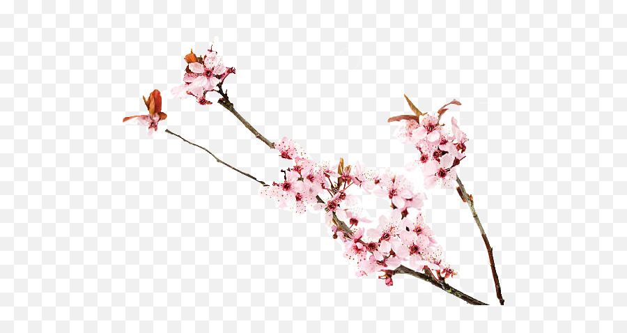 Cherry Blossoms Png Free Image Download - Png File Cherry Blossom Emoji,Cherry Blossom Emoji