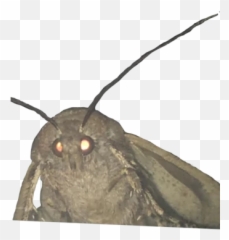 Meme Mayhem - Moth Meme Transparent Background Emoji,Tittie Emoji